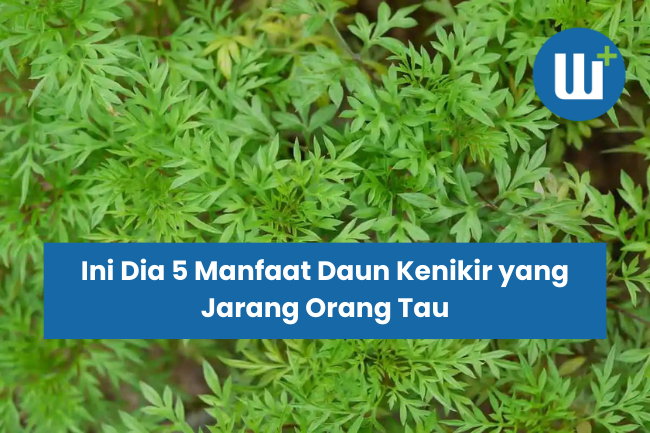 Ini Dia 5 Manfaat Daun Kenikir yang Jarang Orang Tau